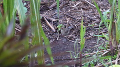 Turdus maculirostris