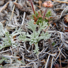 Artemisia hyperborea