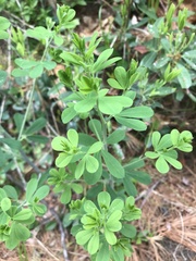 Baptisia nuttalliana