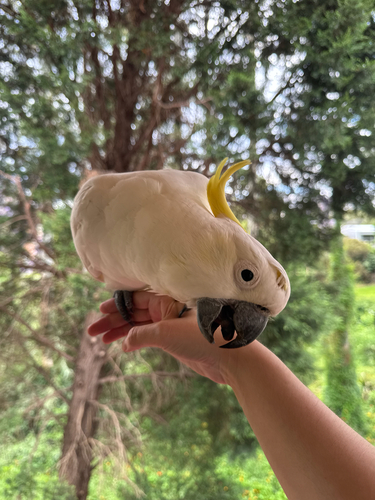 Cacatua galerita observed 2026-10-31