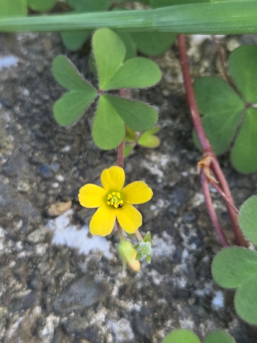Oxalis corniculata observed 2026-10-31