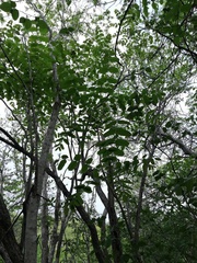 Comocladia macrophylla