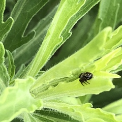 Phidippus