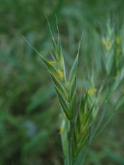 Bromus erectus