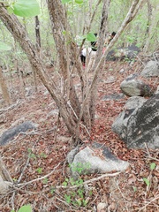 Comocladia macrophylla