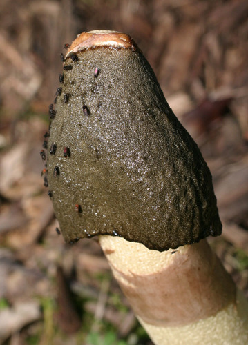 Ravenel's stinkhorn