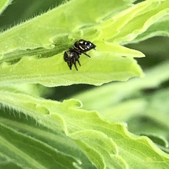 Phidippus