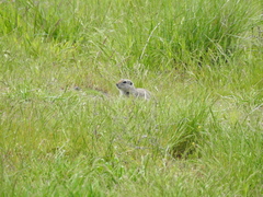 Urocitellus townsendii
