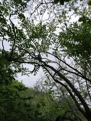 Comocladia macrophylla