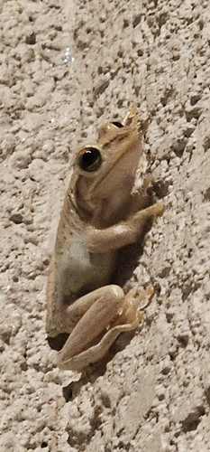 Rana observed 2026-10-30