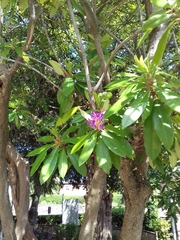 Rhododendron ponticum