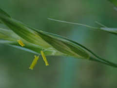 Bromus erectus