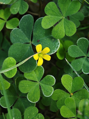 Oxalis corniculata observed 2026-10-31
