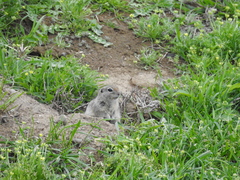 Urocitellus townsendii