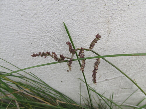 Echinochloa crus-galli observed 2026-10-30
