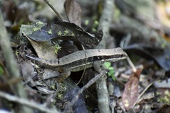 Leiocephalus macropus
