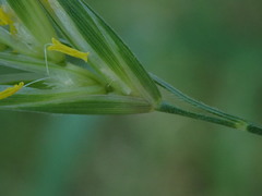 Bromus erectus