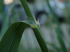 Bromus erectus