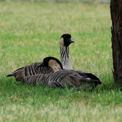Branta sandvicensis observed 2026-10-30