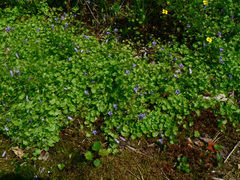 Hesperocodon hederaceus