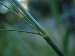 Bromus erectus