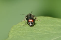 Malachius mixtus