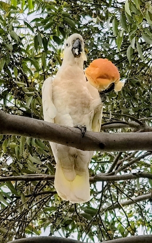 Cacatua galerita observed 2026-10-31