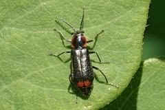 Malachius mixtus