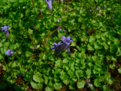 Hesperocodon hederaceus