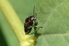 Malachius mixtus