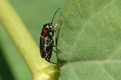 Malachius mixtus