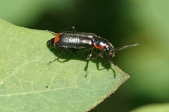 Malachius mixtus