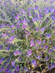 Echium plantagineum
