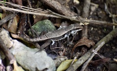 Leiocephalus macropus