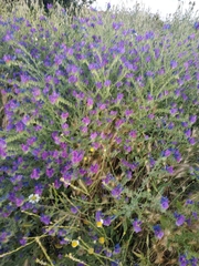Echium plantagineum