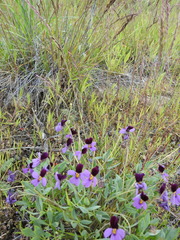 Viola trinervata