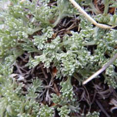 Artemisia hyperborea