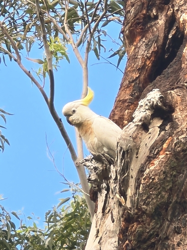 Cacatua galerita observed 2026-10-31