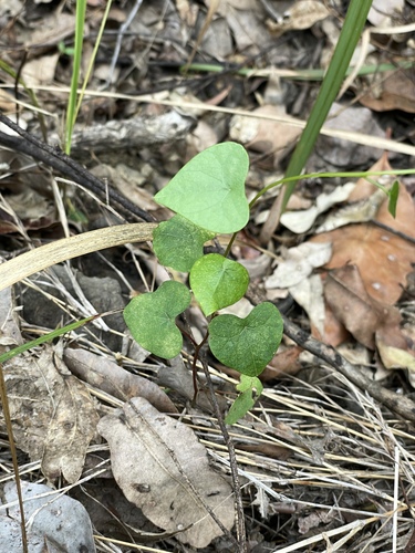 Stephania japonica observed 2026-10-31
