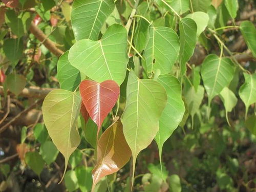 Ficus observed 2026-10-30