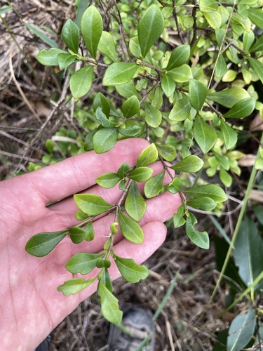 Psychotria observed 2026-10-31