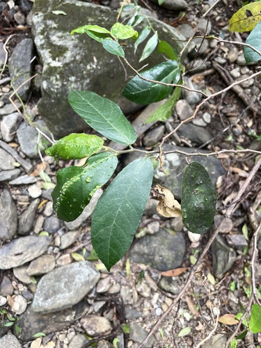 Ficus observed 2026-10-31