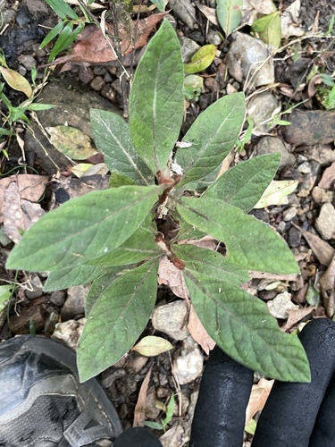 Psychotria observed 2026-10-31