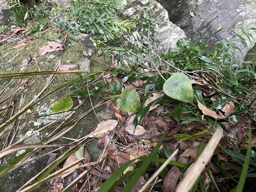 Stephania japonica observed 2026-10-31