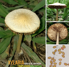 Agrocybe retigera
