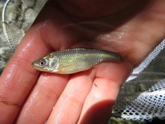 Cyprinella spiloptera