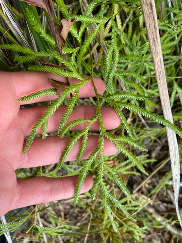 Pseudodiphasium volubile observed 2026-10-31