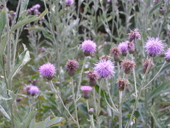 Cirsium arvense vestitum