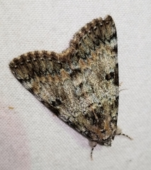 Catocala connubialis