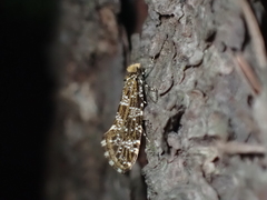 Triaxomera parasitella